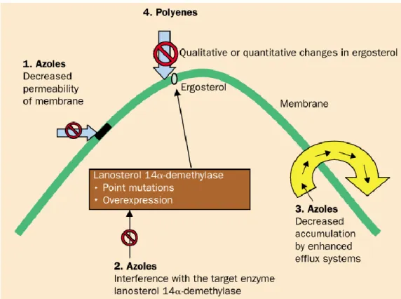 Figure 1.7. Main mechanisms of azole and polyens resistance [78] 