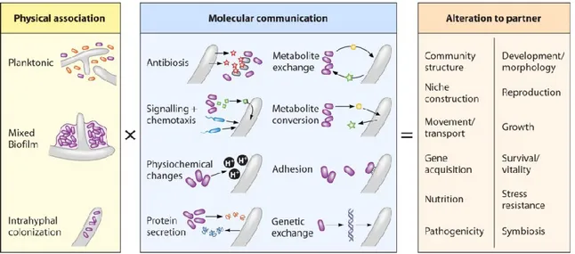 Figure 1.8. The bacteria fungal interaction: the combination of physical  associations and molecular interactions [88] 