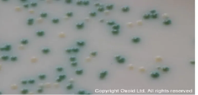 Figure 3.1.  Colonies of C. albicans  and C. glabrata on Brillant Candida medium                                 (http://www.oxoid.com/UK) 