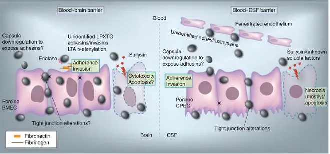 Figure 6. Invasion of the central nervous system. 