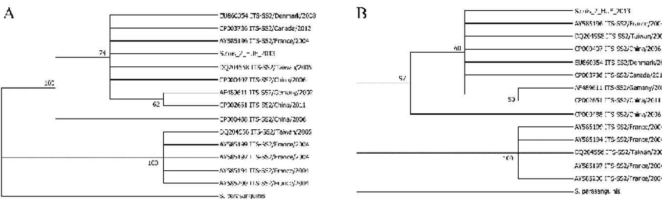 Figure 12: SDS-PAGE of whole protein extracts (WPE) from 3 S. suis serotype  2  strains