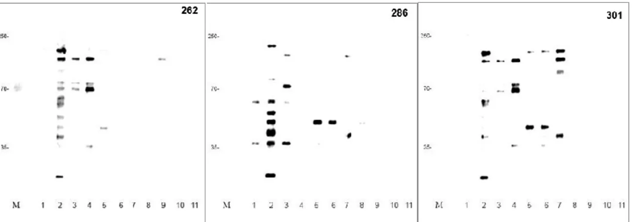Figure 13: Western blot analysis of whole protein extracts of 3 S. suis isolates using 11  sera from naturally infected patients