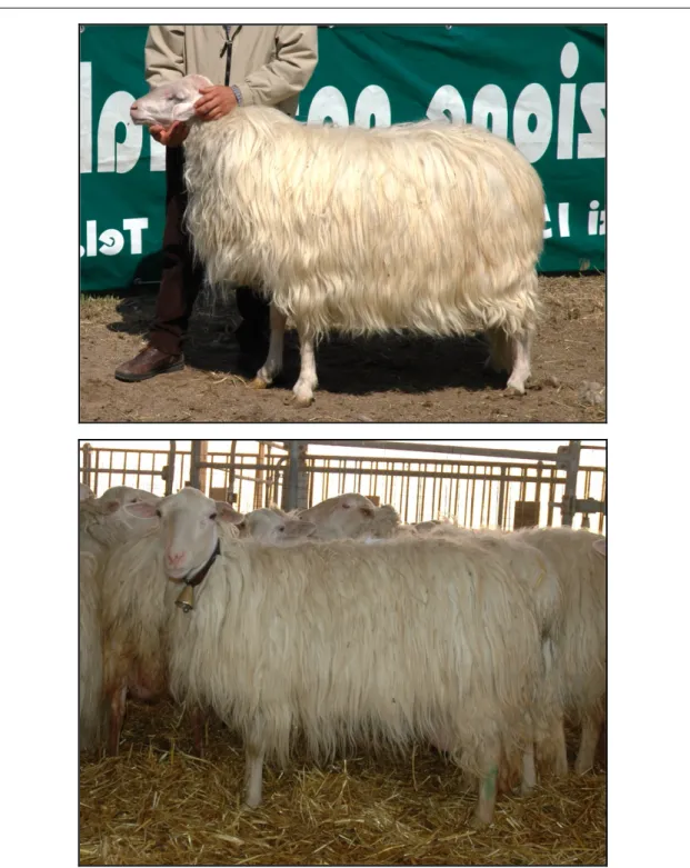 Figure 2. Sarda ram and ewe (photographs by M. Pazzola). 