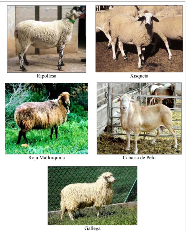 Figure 6. The five Spanish sheep breeds analysed in the present thesis (pictures from  Spanish  Ministry  of  Agriculture,  Food  and  Environment  (Ministerio  de  Agricultura  Alimentación y Medio Ambiente, Spain 2015)