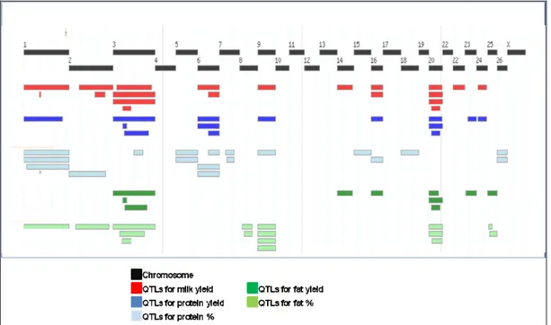 Figure  8.  Meta-assembly  of  ovine  QTL  showing  the  genome  location  of  QTLs  for  the main milk traits (adapted from Raadsma et al., 2009)