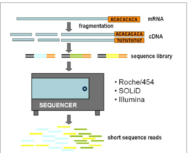 Figure 10. Scheme of a RNA-Seq experiment (adapted from Wang et al. 2009) 
