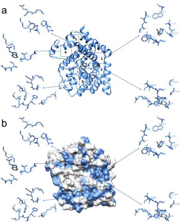 Fig 2. Two different representations of the interaction sites in the TRI5 protein of Fusarium culmorum (Q8NIG9).