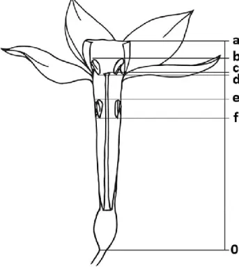Figure 2-2.Floral  measures  made  on  ﬂowers  of the  long-styled  morph of  Narcissus d u b i u s 