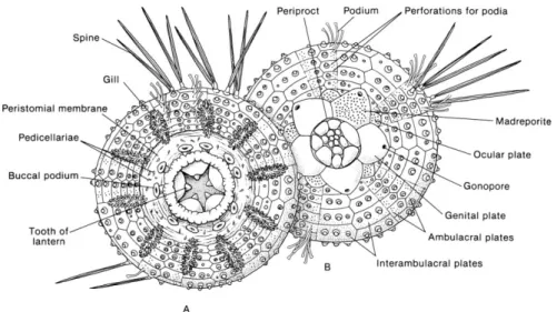 Fig. 1.1. External anatomy of a regular sea urchin. A. oral view. B. aboral view. (Image  from Grosjean, 2001