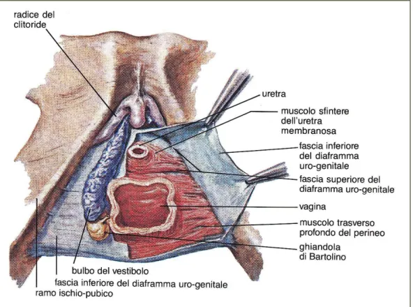 Figura 2: Diaframma uro-genitale (Atlante Netter) 