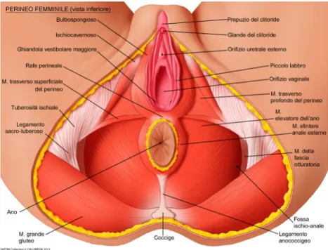 Figura 3: Piano superficiale del perineo 