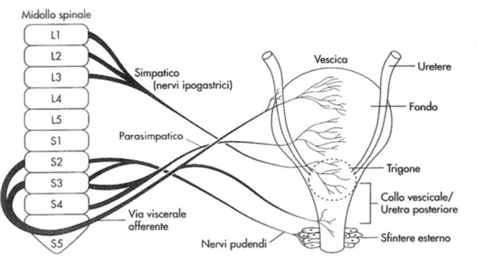Figura 4: Anatomia delle basse via urinarie e loro innervazione 