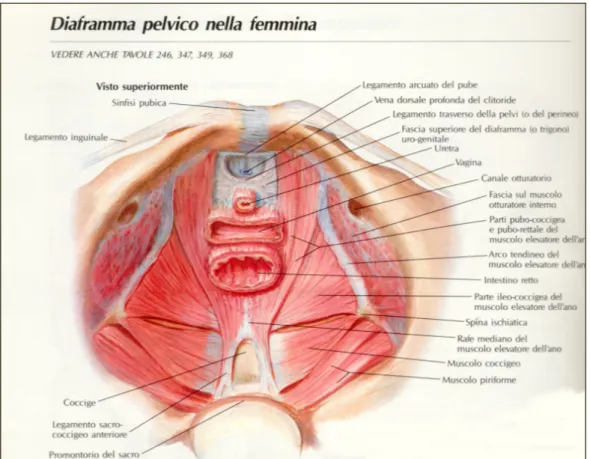Figura1: Diagramma pelvico nella donna (Atlante Netter) 