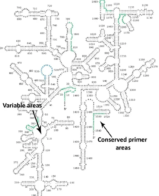 Figure 2: Regions of gene 16S rRNA (image retrieved from www.nature.com) 