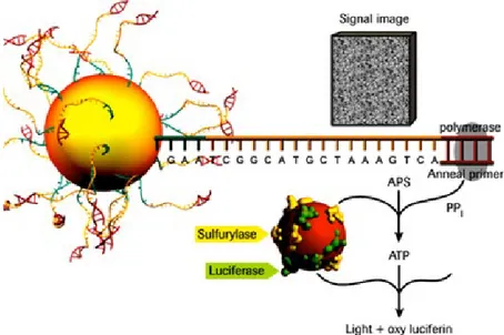 Figure 3: Schematic process of pyrosequencing (image retrieved from Roche, 2005) 