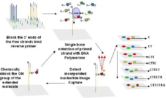 Figure 4: Illumina sequencing method (image retrieved from www.ipc.nexgenomics.org) 