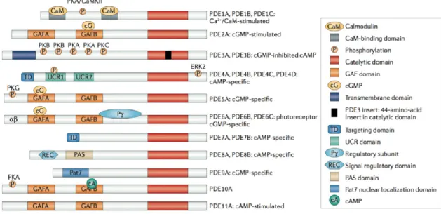 Figura 5: Struttura e organizzazione delle 11 famiglie di fosfodiesterasi. (Da Maurice et al., 2014)