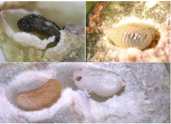 Figura  2.  Interno  della  galla:  pupa  di  parassitoide  con  sopra  larva  di  iperparassitoide (in alto a sinistra), larva di parassitoide (in alto a destra), pupa  di parassitoide (in basso a sinistra) nella cella accanto a quella di una pupa di  Dry