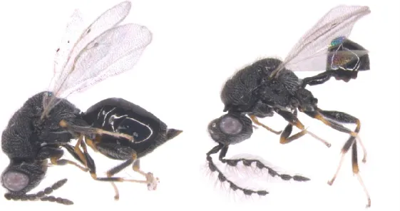 Figura 5. Eurytoma brunniventris: femmina a sinistra, maschio a destra. 
