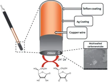 Figura 3. Rappresentazione schematica del microsensore in MWCNTs, la reazione di  ossidazione dell’acido ascorbico in deidroascorbatoavviene sulla superficie dell’elettrodo