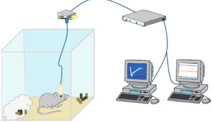 Figura 7. Rappresentazione 3D del modello sperimetale impiegato. Il topo alloggiato nella  gabbietta connesso al sistema di registrazione amperometrico ed EEG/EMG che consentono  la registrazione in tempo reale del segnale