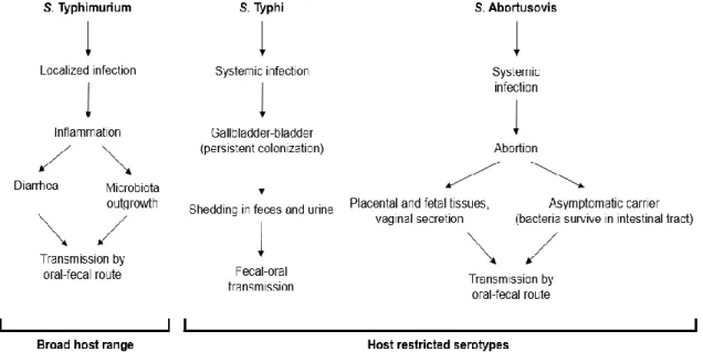 Figure 1. Different transmission strategies in different Salmonella serotypes. 