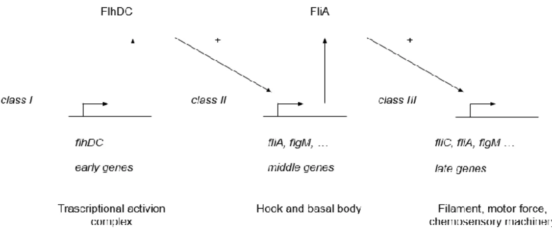Figure 4. Trascriptional regulation of flagellar assembly in Salmonella. 