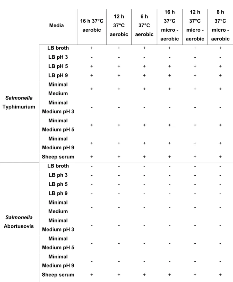 Table 5. Flagella expression in different media.                           Media  16 h 37°C aerobic  12 h  37°C  aerobic  6 h  37°C  aerobic  16 h  37°C   micro -  aerobic  12 h  37°C  micro  -aerobic  6 h  37°C  micro  -aerobic Salmonella Typhimurium LB b