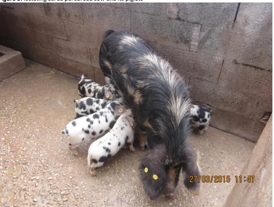 Figure 3: lactating Sarda purebreed sow and its piglets 
