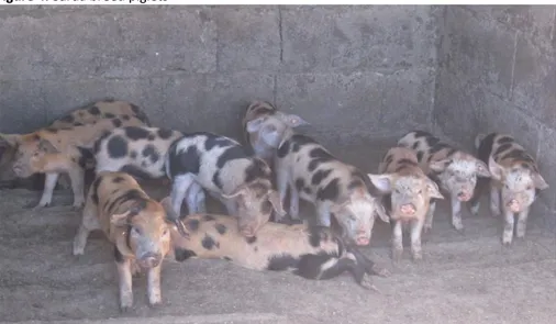 Figure 4: Sarda breed piglets 
