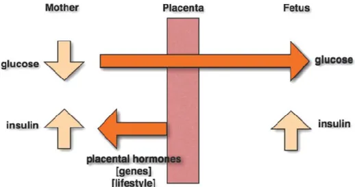 Figure 1.1: Pathophysiology of gestational diabetes mellitus 