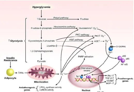 Figure 1.2: Biochemical and cellular signaling activated by hyperglycemia  