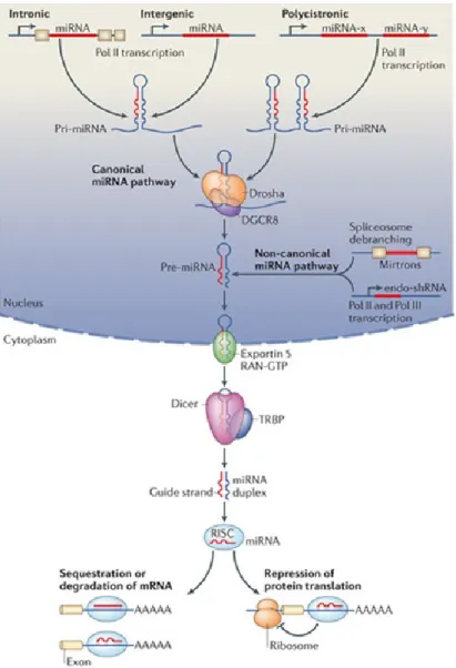 Figure 1.4: MiRNA biogenesis pathways 