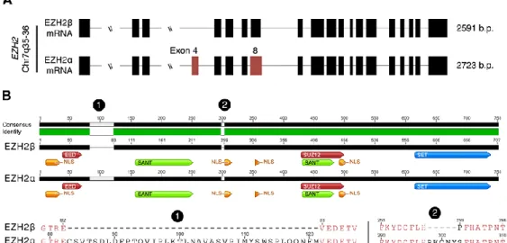Figure 1.6: Comparative analysis of EZH2 transcriptional variants 