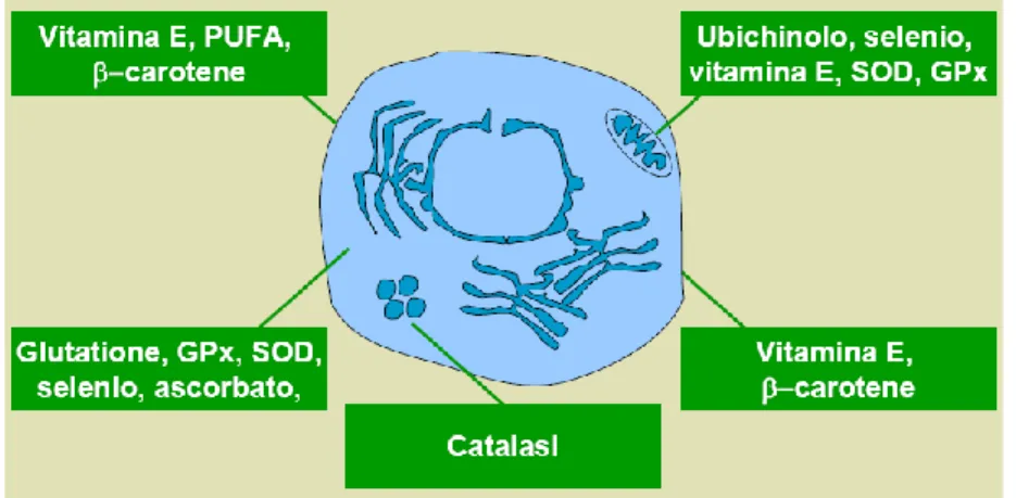 Figura 3. Distribuzione del sistema antiossidante nella cellula 