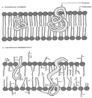 Figura 5. Modificazioni della membrana cellulare a seguido della per ossidazione lipidica 