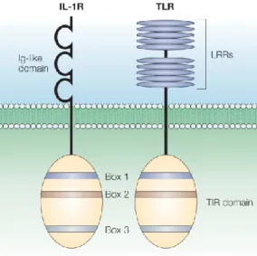 Figura 2.1. Omologia del dominio TIR tra TLR e IL-1R. Da Akira S. et al. 2004. 