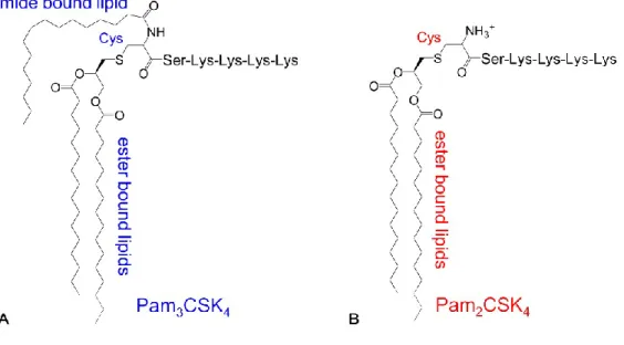 Figura  2.4:  Differenze  nella  struttura  del  lipopeptide  palmitoilato  triacilato  Pam3CSK4(A) e diacilato Pa2CSK4 (B)