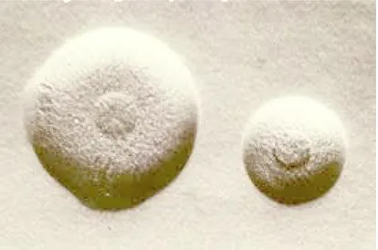 Fig. 1.2 Colonie ad “uovo fritto” di Mycoplasma agalactiae in coltura su  terreno solido   