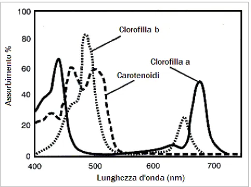 Figura 2. Distribuzione dei picchi di assorbimento nei principali pigmenti clorofilliani