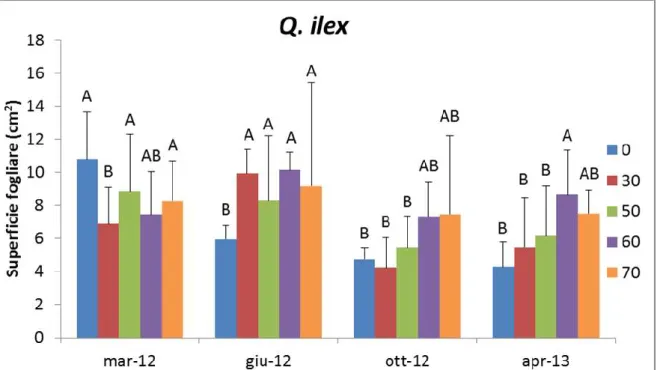 Figura  16.  Superficie  fogliare  nel  Leccio  (Q.  ilex  L.).  Le  differenze  sono  statisticamente  significative per p ≤ 0,05