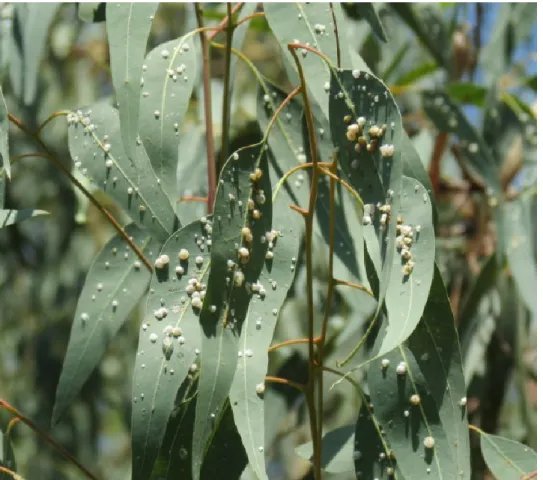 Fig. 10 - Foglie di eucalipto infestate da psilla lerp nel luglio 2013 (Foto Uniss-DA-SPAVE) 