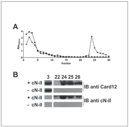 Fig 2. In vitro interaction between cN-II and Ipaf B. After loading Ni-talon beads with E