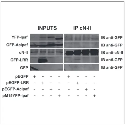 Fig 3. Co-immunoprecipitation cN-II and variants of Ipaf from HEK 293 T cells. Inputs show expression of indicated proteins in cell extracts from cells transfected with plasmids indicated under the figure