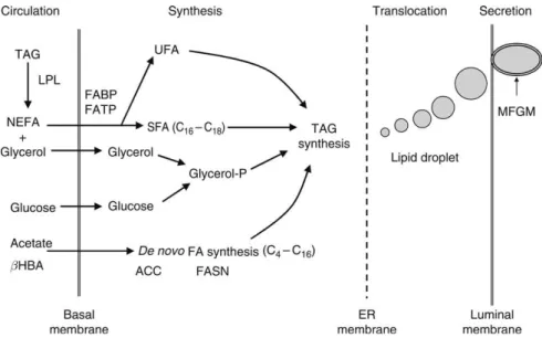Figura 1. Captazione e sintesi degli acidi grassi da parte del tessuto mammario (Bauman,  Mcguire and Harvatine, 2011a) 