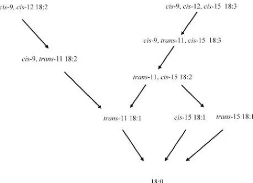 Figura  3.  Bioidrogenazione  ruminale  dell’acido  linoleico  e  dell’acido  α  linolenico  (Shinfield and Griinari., 2007)