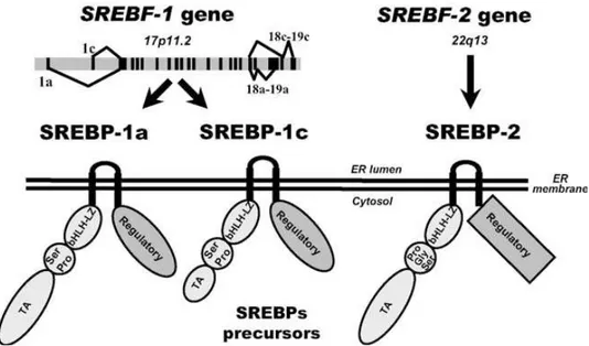 Figura 5. Famiglia di SREBPs e struttura (Eberlè et al., 2004). 
