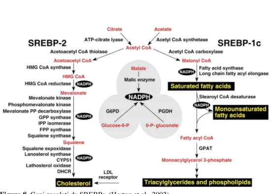 Figura 8. Geni regolati da SREBPs. (Horton et al., 2002). 