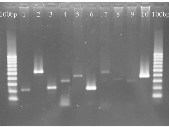Figura 9. Corsa elettroforetica in agarosio gel al 1,5% dei frammenti amplificati da 1 a 10 