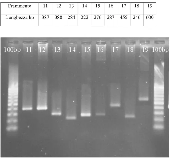 Tabella 8. Dimensione in bp dei frammenti amplificati da 11 a 19. 